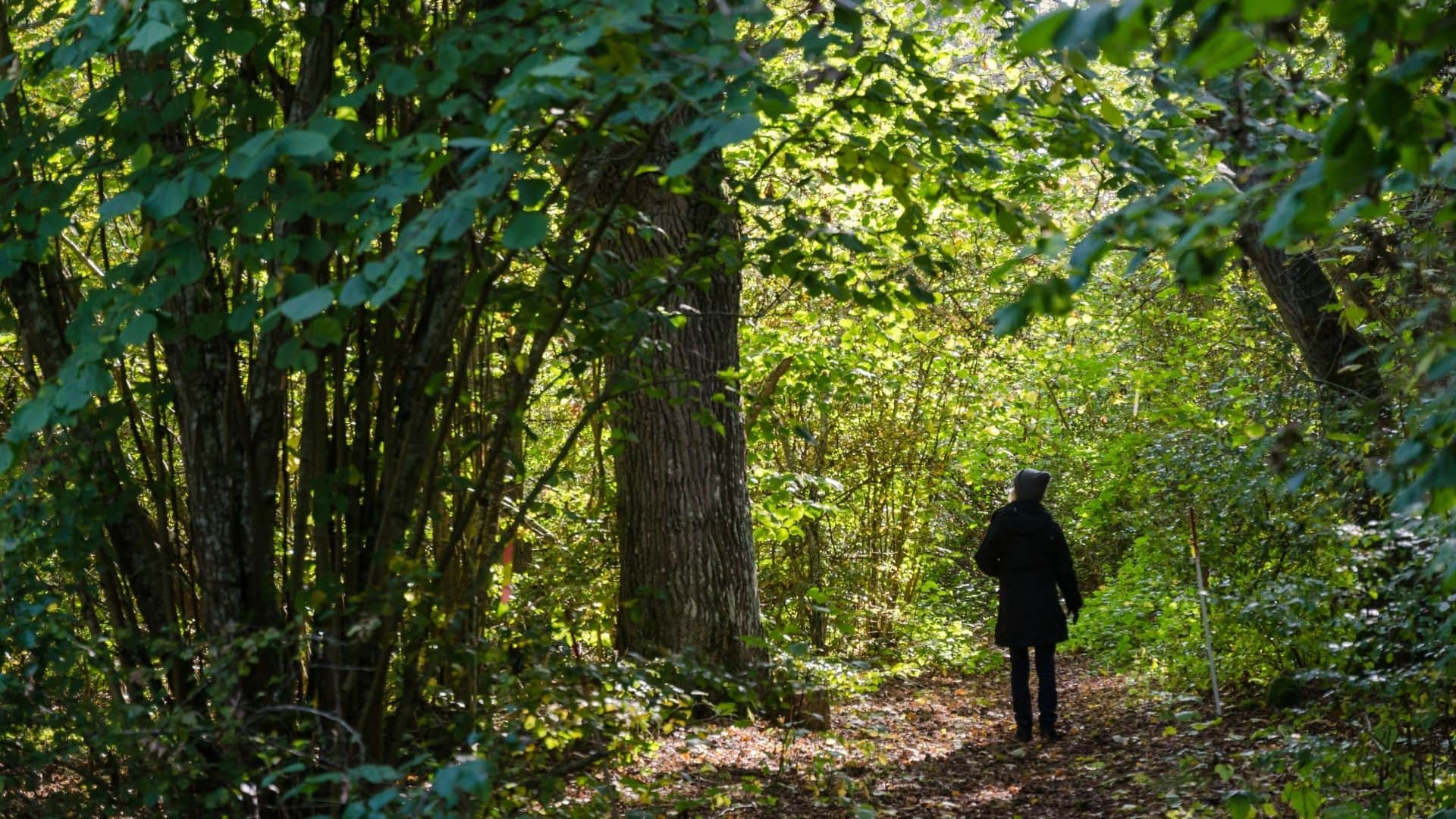 what is forest bathing in hindi park me tahalne ke fayde in hindi