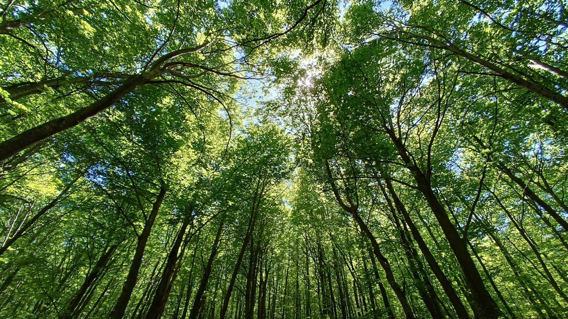 Why People Die Inside This Mysterious Forest Where Bodies Hang From Trees