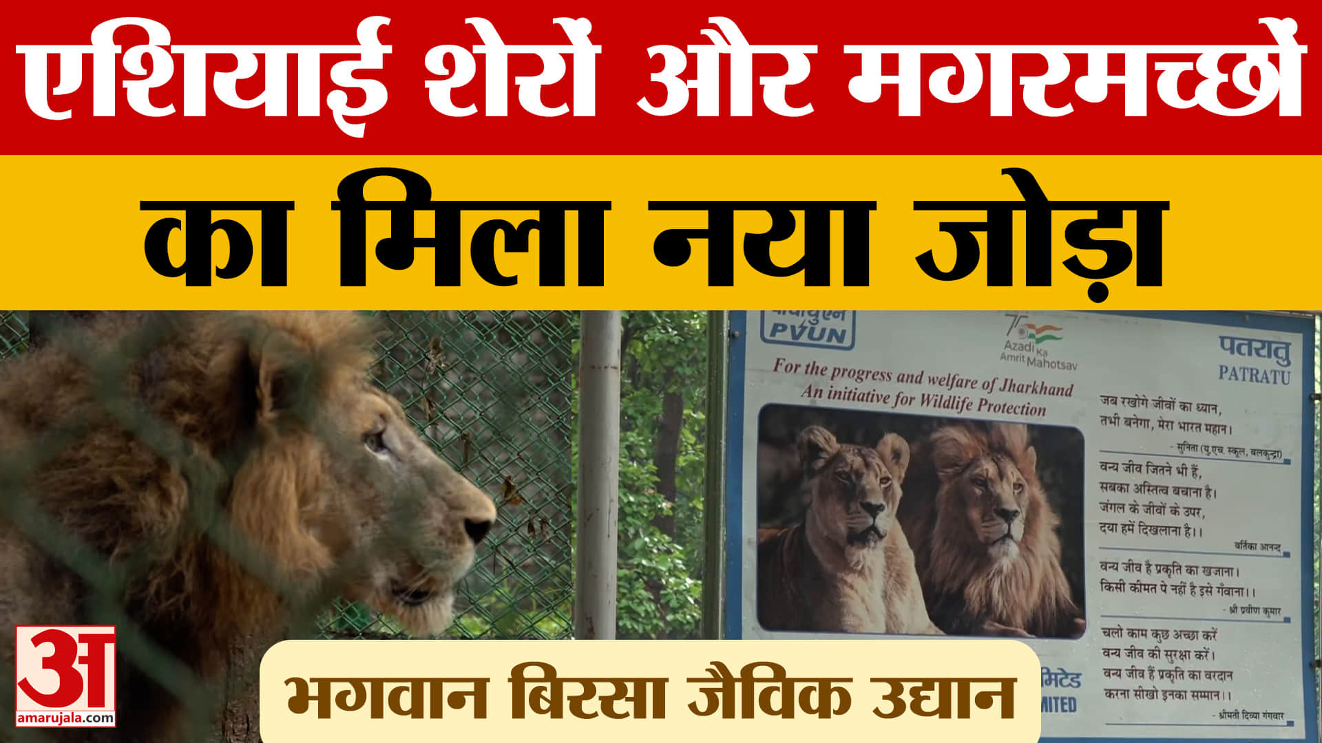 Jharkhand News: रांची के भगवान बिरसा जैविक उद्यान को एशियाई शेरों और मगरमच्छों का नया जोड़ा मिला