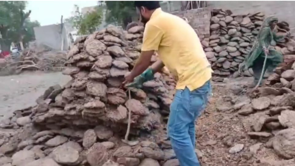 Five snakes rescued from a house in Tohana see video