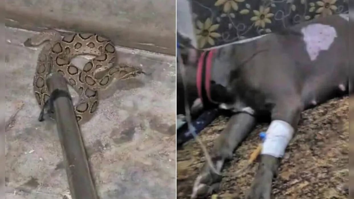 The dog sacrificed life to save the owners son fought after being bitten by the snake several times