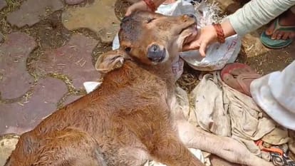 Baghpat: A calf with two mouths and three eyes was born, crowd gathered to see it