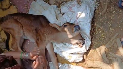 Baghpat: A calf with two mouths and three eyes was born, crowd gathered to see it