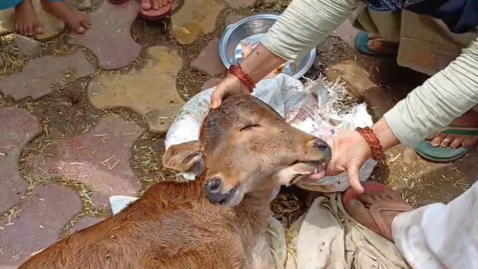 Baghpat: A calf with two mouths and three eyes was born, crowd gathered to see it