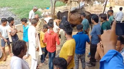 Baghpat: A calf with two mouths and three eyes was born, crowd gathered to see it