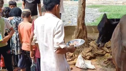 Baghpat: A calf with two mouths and three eyes was born, crowd gathered to see it