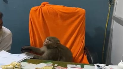 Saharanpur: Monkey reached the hospital, removed the doctor and sat on the chair, checked the patients