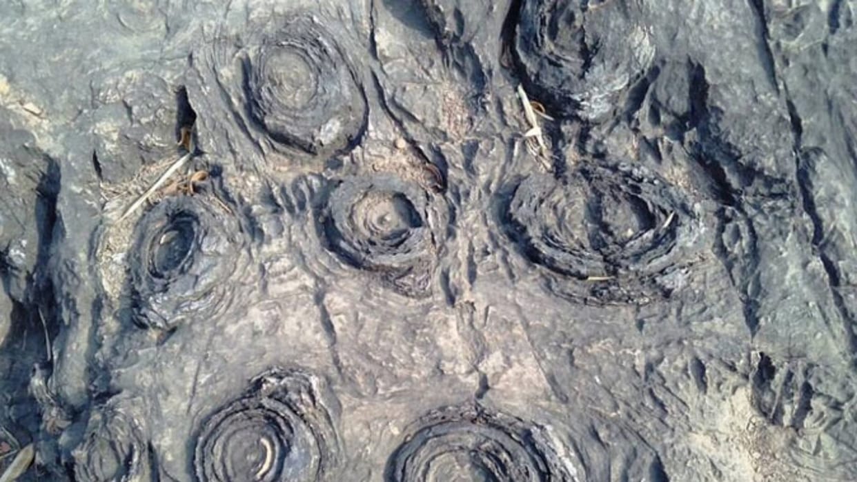 Salkhan Fossils Park may be included in UNESCO list