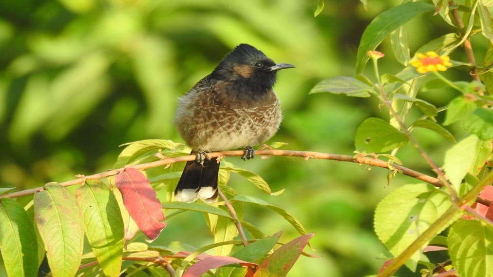 The valleys of Nainital have become home to birds