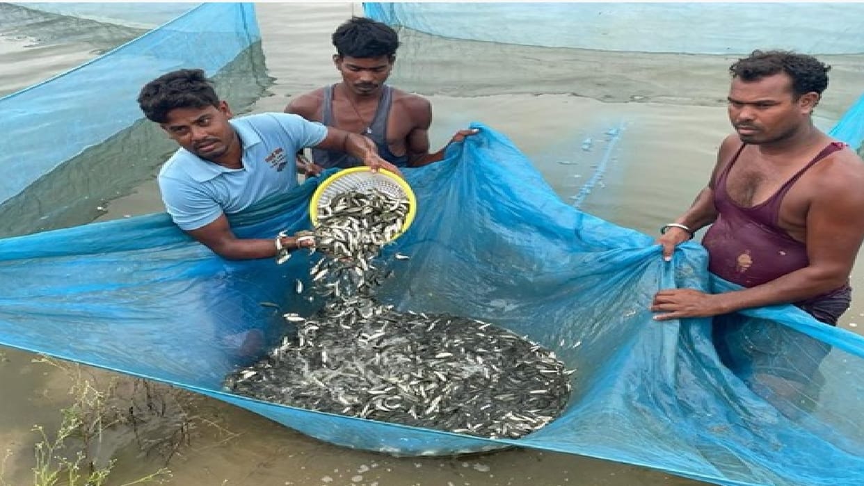 Kanker becomes fish seed hub of Chhattisgarh: leading district of the state in terms of production and export