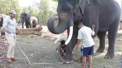 MP News: Elephants locked in Kanha Tiger Reserve will get DNA based unique identity card