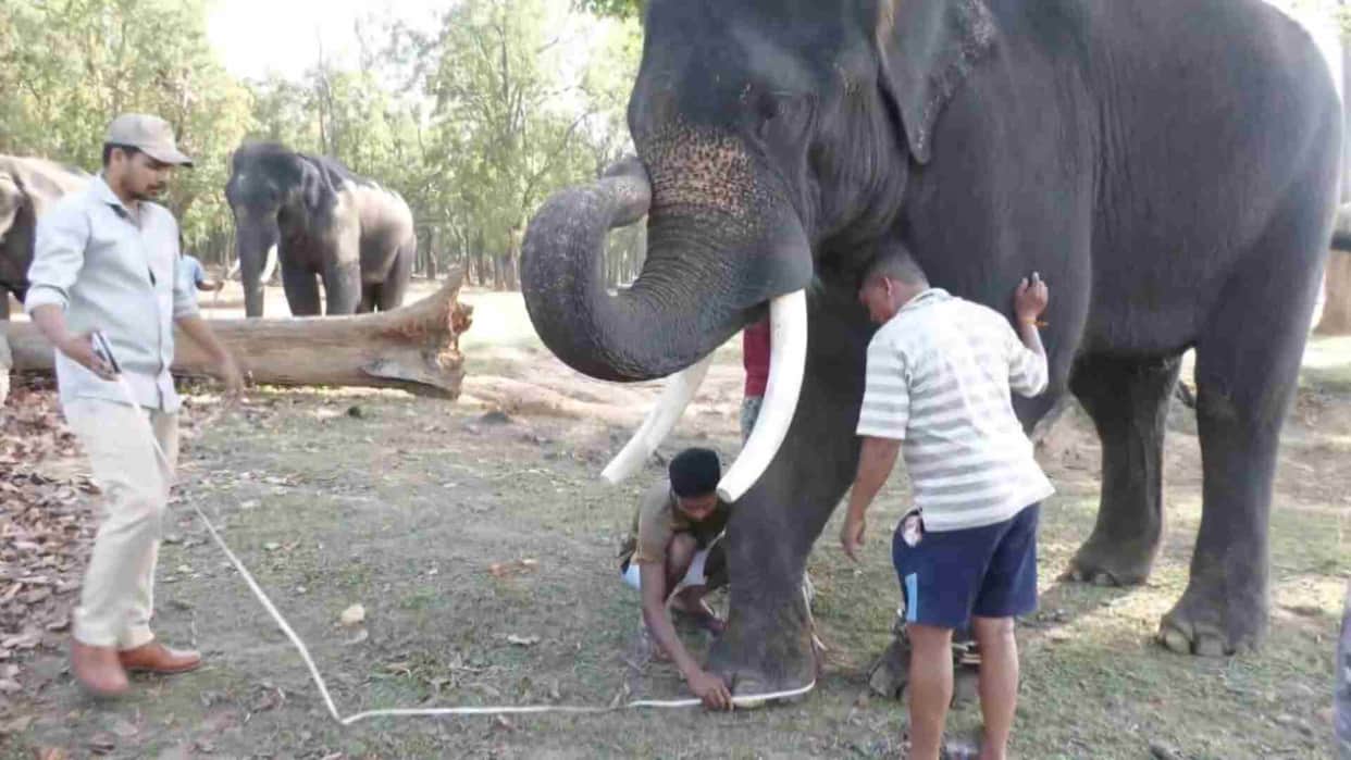 MP News: Elephants locked in Kanha Tiger Reserve will get DNA based unique identity card