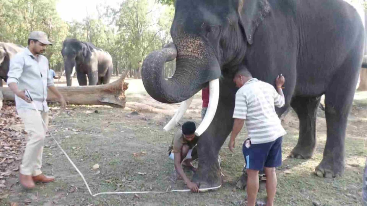 MP News: Elephants locked in Kanha Tiger Reserve will get DNA based unique identity card