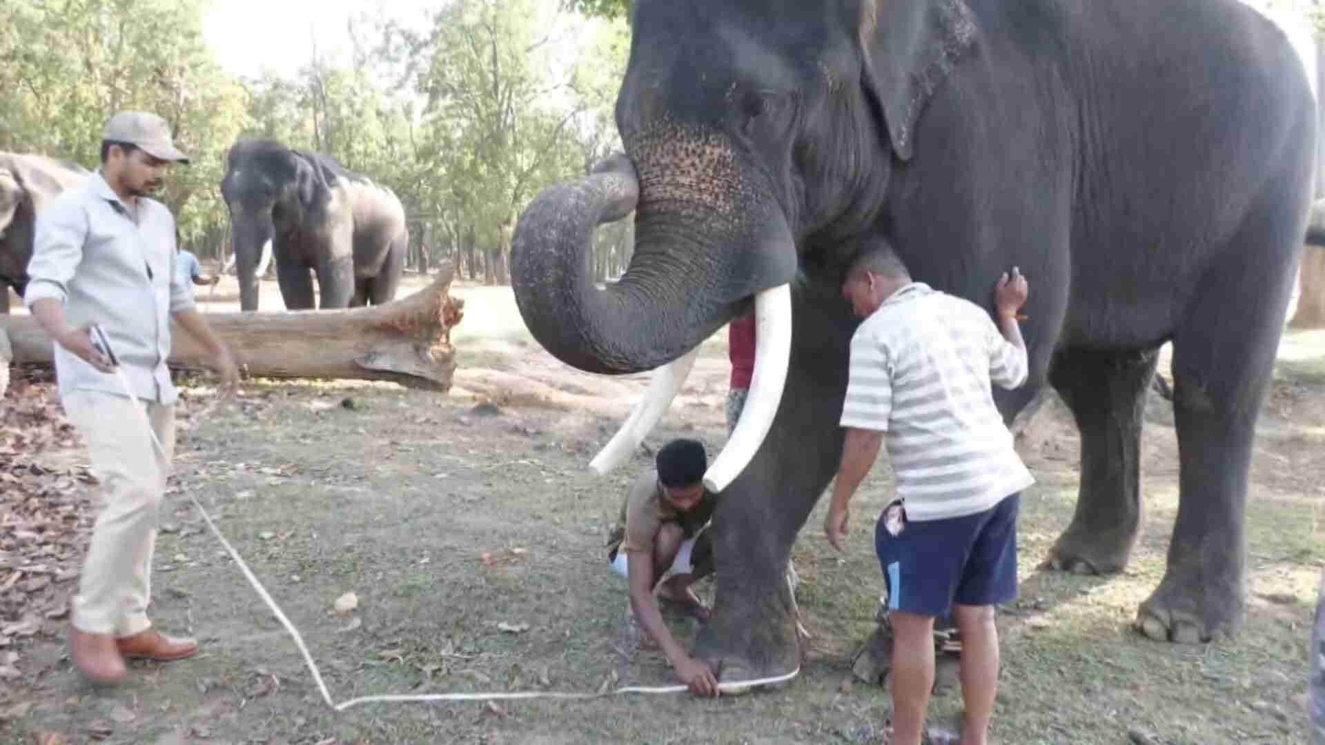 कान्हा टाइगर रिजर्व में हाथी।