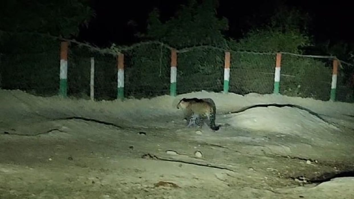 Leopards roaming with cubs in Dhaurahra area of Lakhimpur kheri