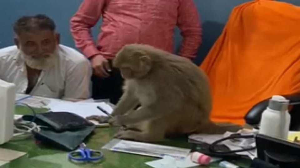 Saharanpur: Monkey reached the hospital, removed the doctor and sat on the chair, checked the patients