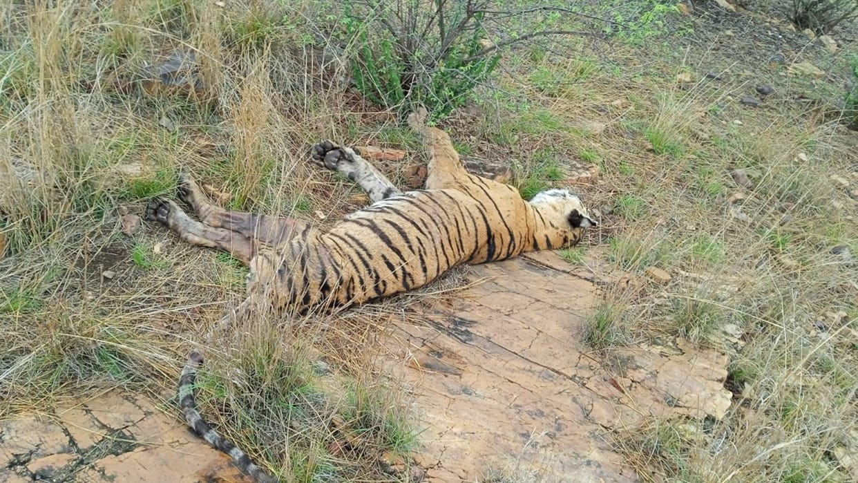 Rajasthan News: Ranthambore tigress Arrowhead dies, dies a few hours after transfer of cubs