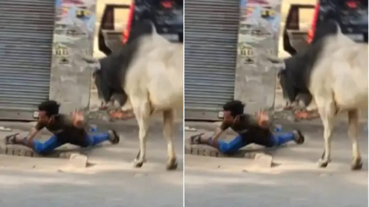 A bull suddenly attacked and picked up the man and threw him in the drain Video goes Viral