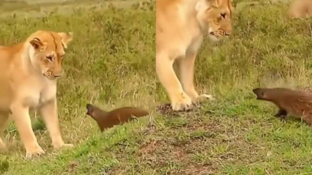 Sherni Aur Nevle ka Video fight between Lioness and mongoose watch viral video