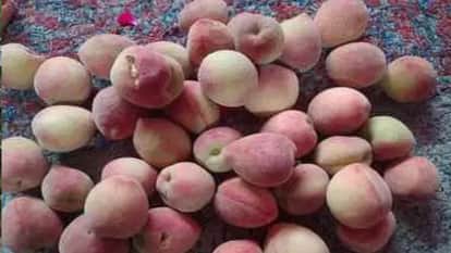 There is bumper cultivation of apple fruit in Bundelkhand