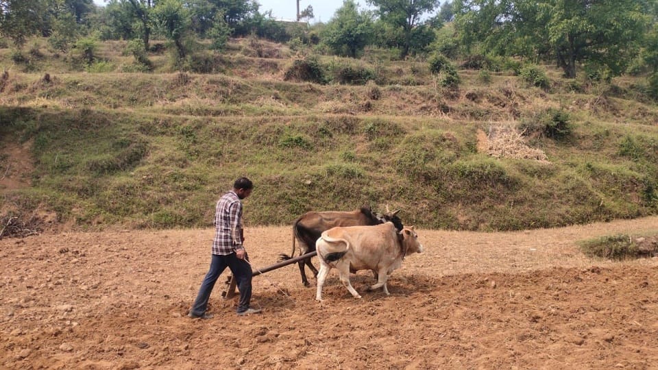 white Mandua crop will flourish in Almora district