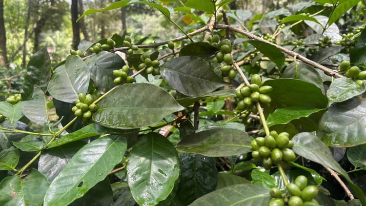 विशाखापट्टनम: अराकू घाटी में कॉफी की खुशबू से महक रही आदिवासियों की आर्थिकी, प्राकृतिक रूप से पूरी तरह जैविक