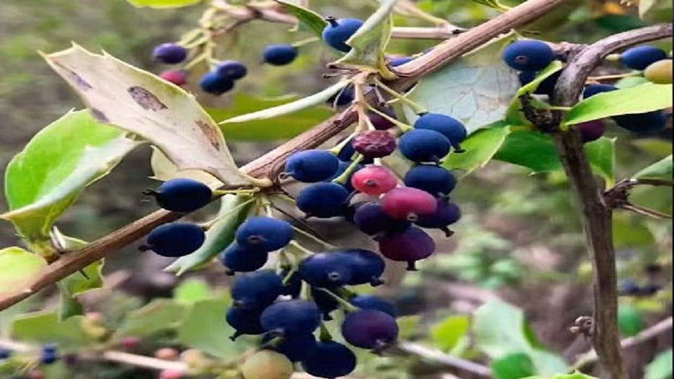 Wild fruit Kilmora will be helpful in the treatment of Kala Azar