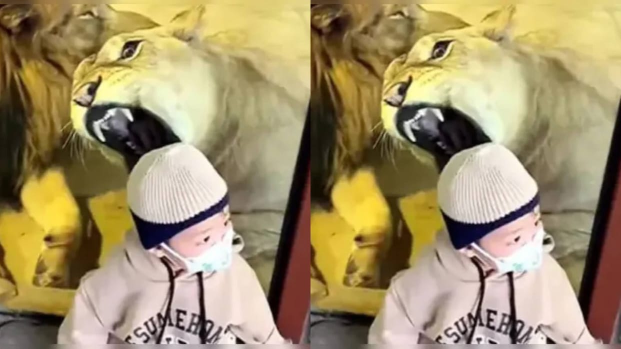 The lioness was eager to eat the child her mouth was open from inside the glass Video goes Viral