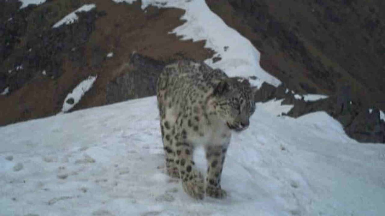 Snow leopard spotted in Himalayan region of Kedarnath Wildlife Division Rudraprayag Uttarakhand News