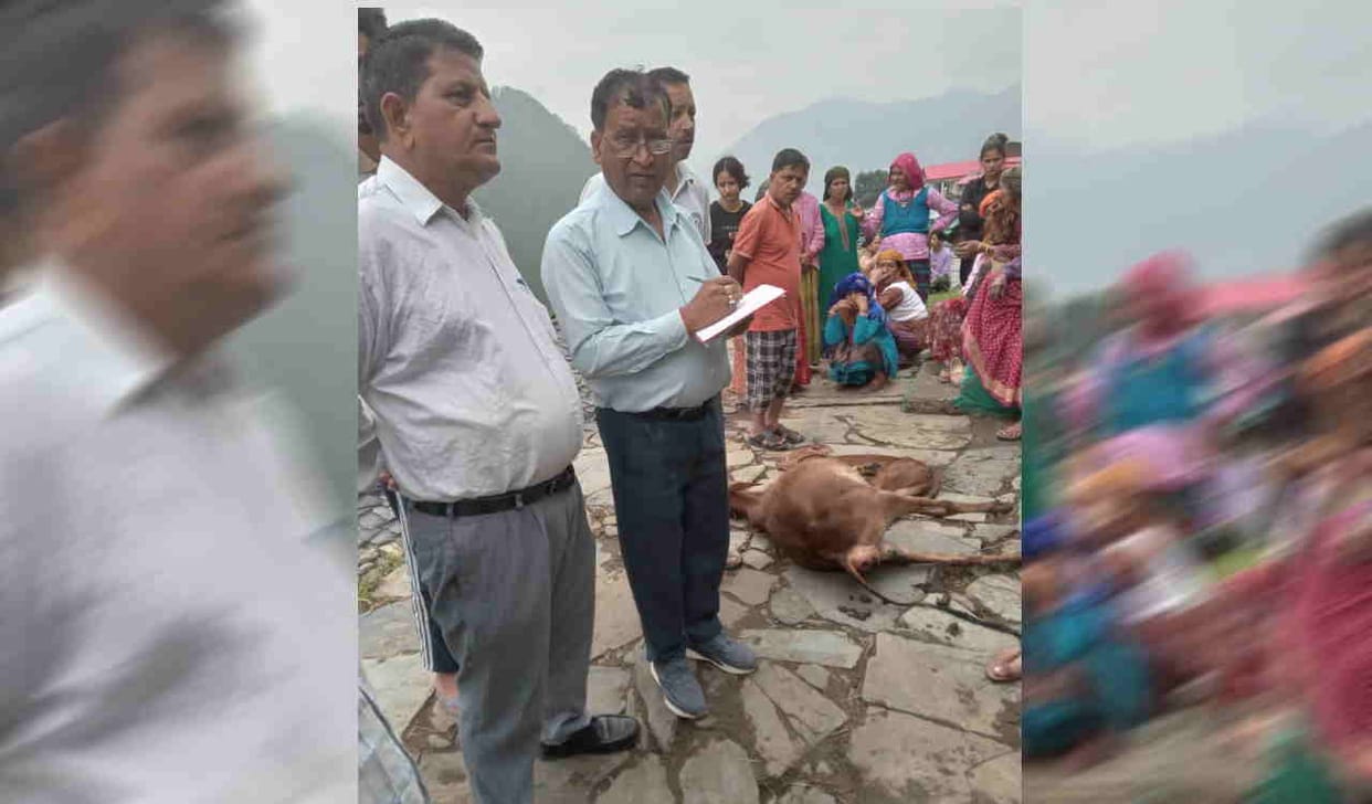 Sudden fire broke out in a residential building three cattle died due to suffocation Uttarkashi News