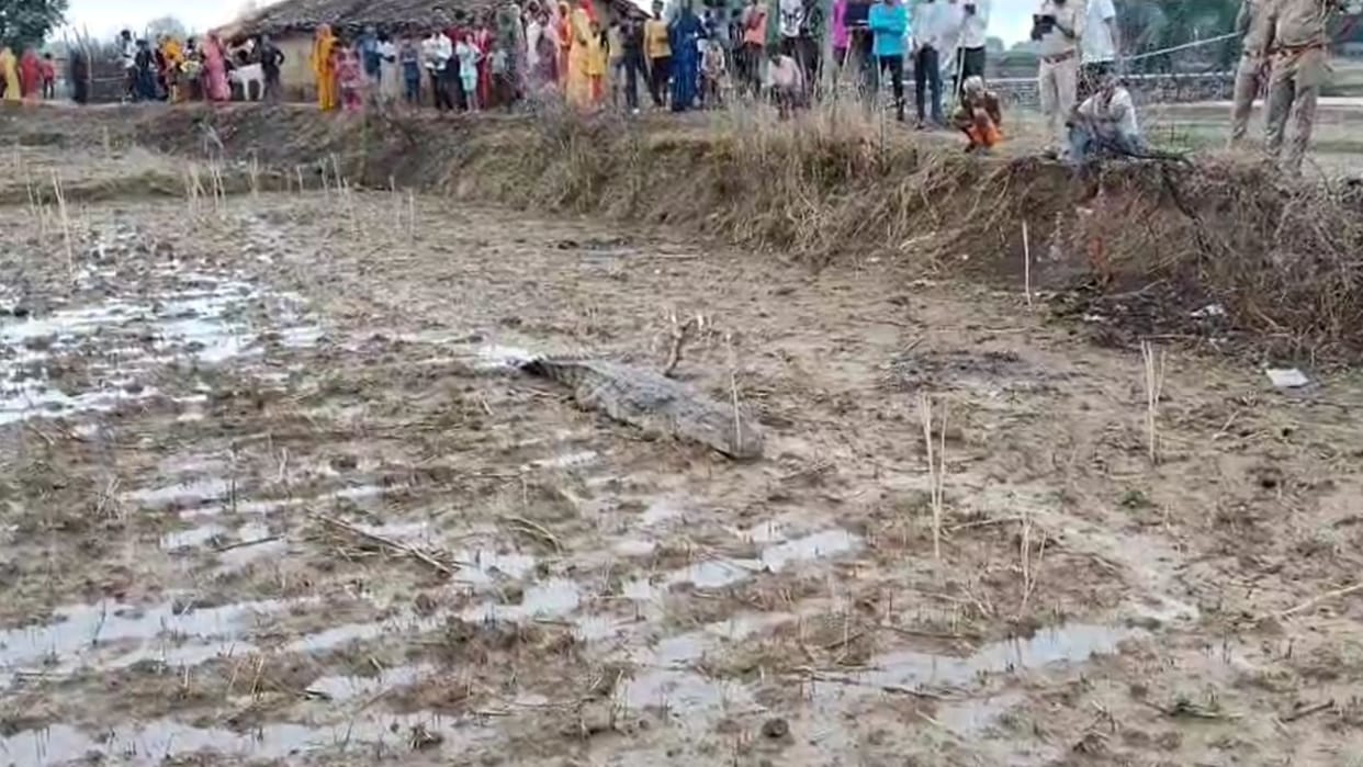 Eight feet long crocodile seen still out of reach despite efforts by forest department team