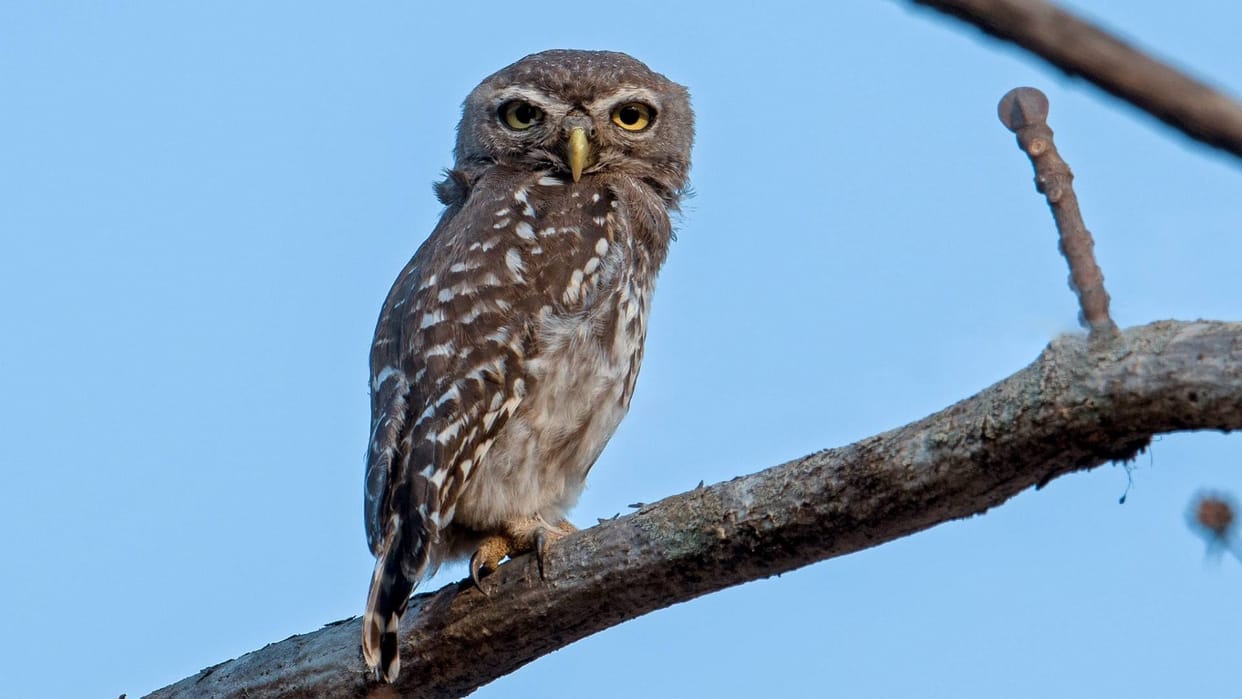 Forest Owlet Athene blewitti A Daydream Mystery