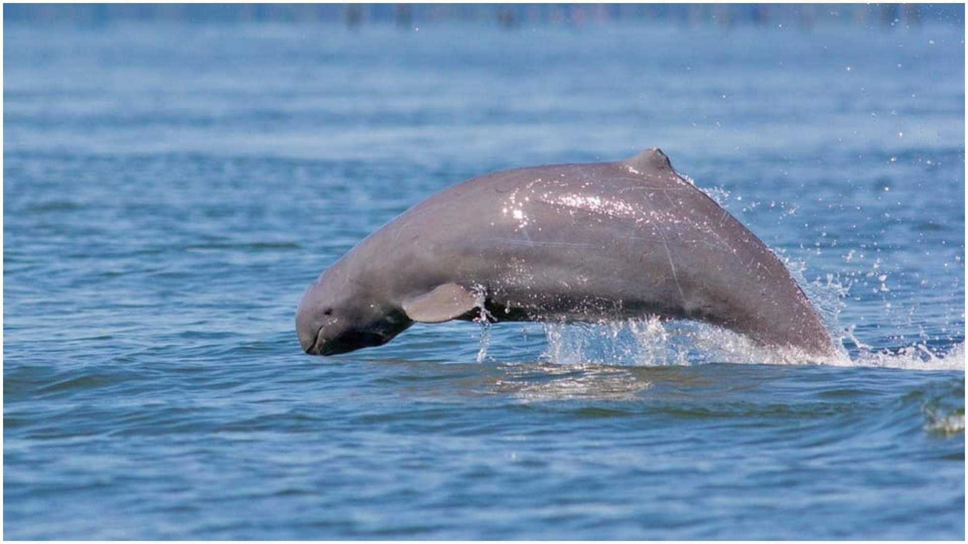 5 Must Visit Places Near Temple Puri during Jagannath Rath Yatra complete guide