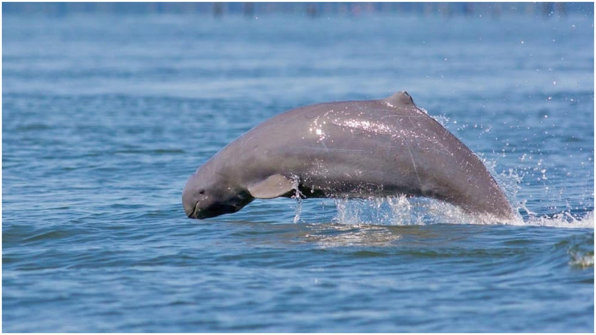 Social lives of whales, dolphins shape spread of infectious diseases