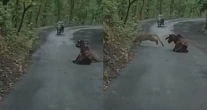 Leopard attack on Omkareshwar-Barwah road captured on camera forest department issues warning