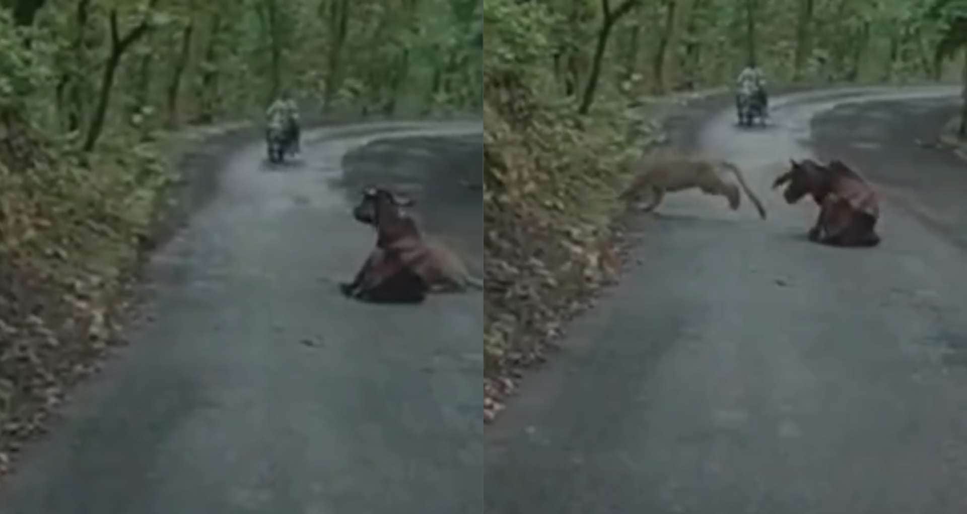 दिनदहाड़े तेंदुए का हमला