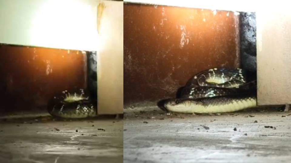 middle aged man died due to snake bite In Shravasti his family members kept on getting him exorcised