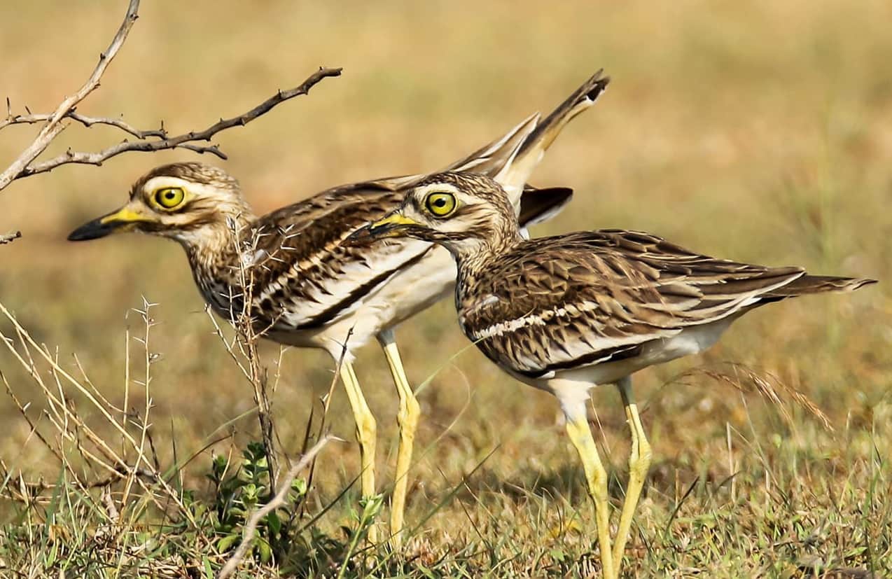 Thick Knee give eggs in Chambal river of Agra