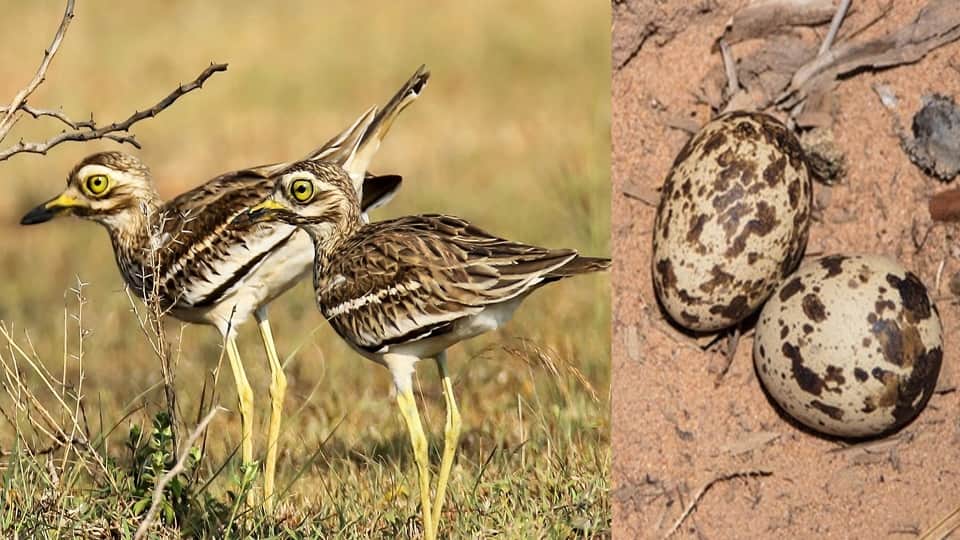 Thick Knee give eggs in Chambal river of Agra