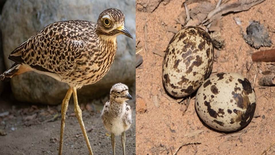 Thick Knee give eggs in Chambal river of Agra