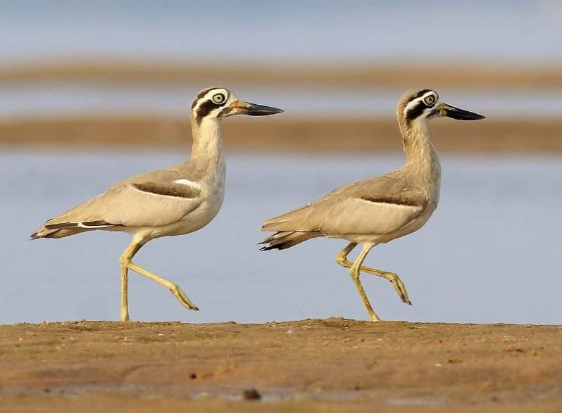 Thick Knee give eggs in Chambal river of Agra