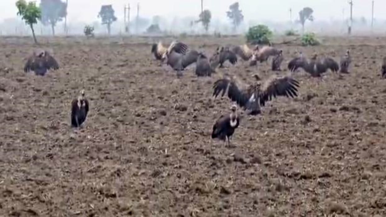 Baran News: Environmental Guardians Return from the Brink- Vultures Spotted in Large Numbers After a Decade