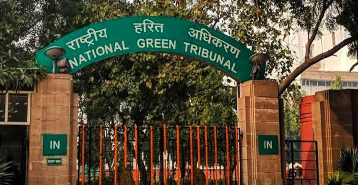 Bihar News: NGT seeks answers on felling of palm trees and deaths due to lightning