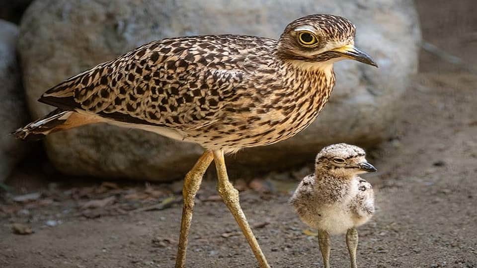 Thick Knee give eggs in Chambal river of Agra