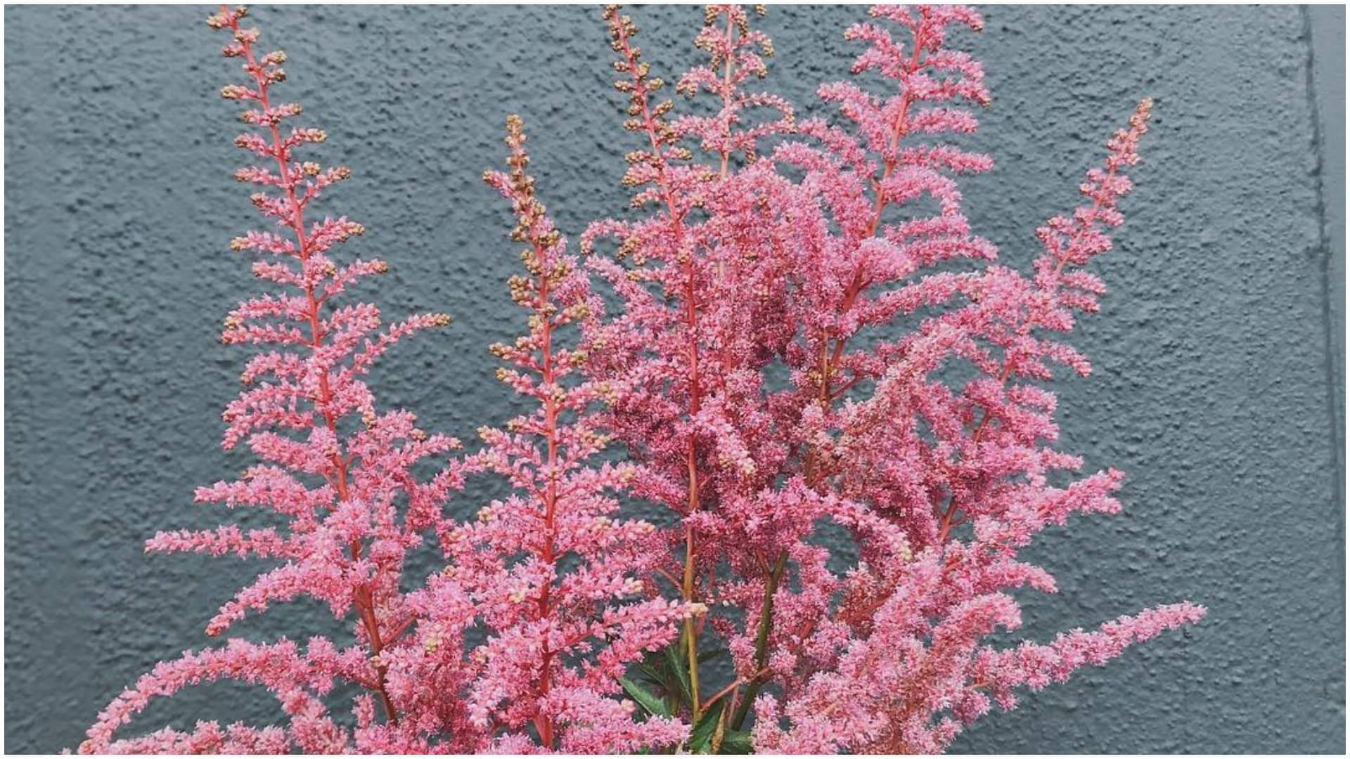 Summer Gardening Tips Balcony Flower Plants bloom in Summer Heat at Home