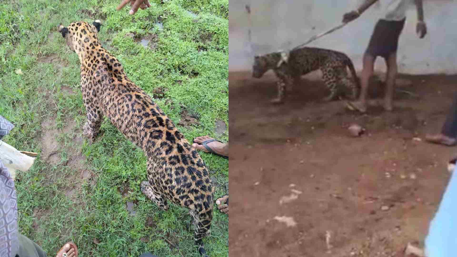 बीमार लेपर्ड के साथ बदसलूकी।