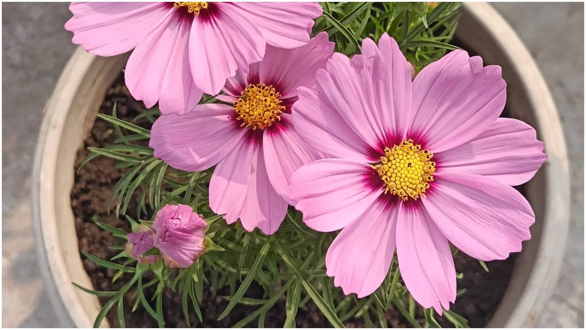 Summer Gardening Tips Balcony Flower Plants bloom in Summer Heat at Home