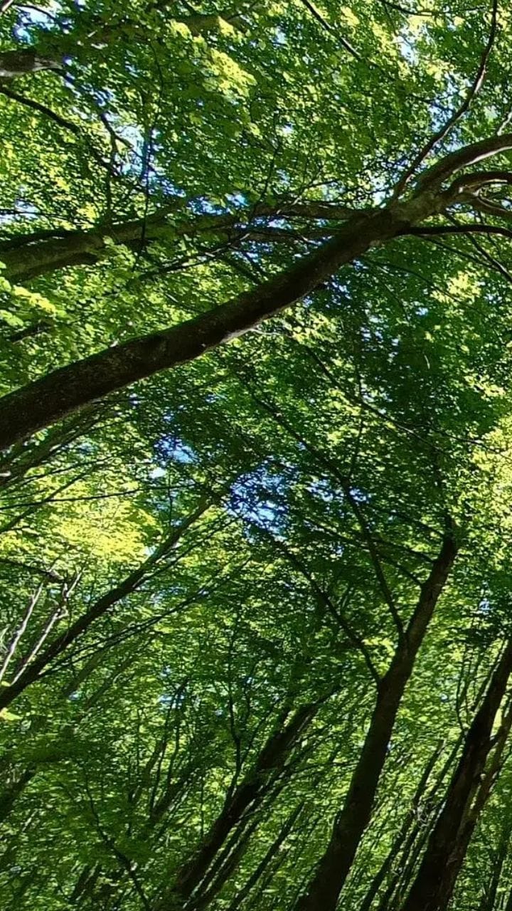 Greenery will increase in cities: Government will launch "Chief Minister Urban Forest Development Scheme", 500