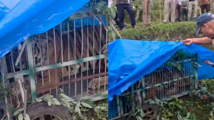 Kotdwar: पिंजरे में कैद हुआ गुलदार, ग्रामीणों ने ली राहत की सांस, बीते दिन ही एक महिला को बनाया था निवाला