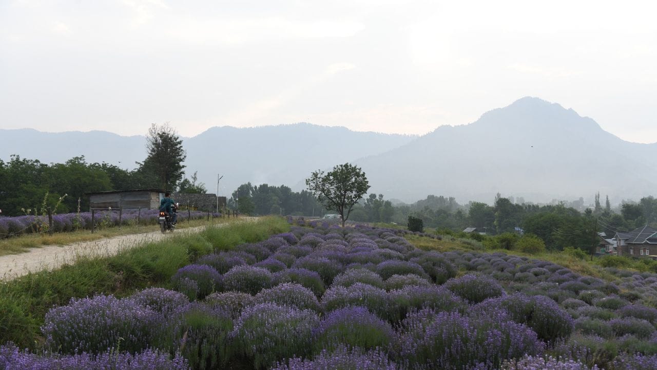 Lavender flowers harvesting in Sirhama area of Bijbehara Anantnag